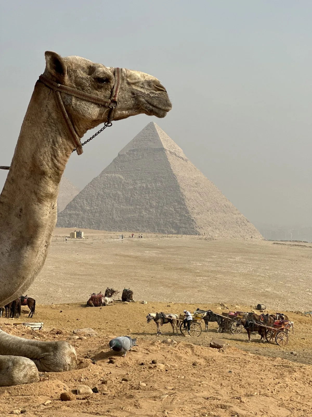 Khufu, with a local for scale