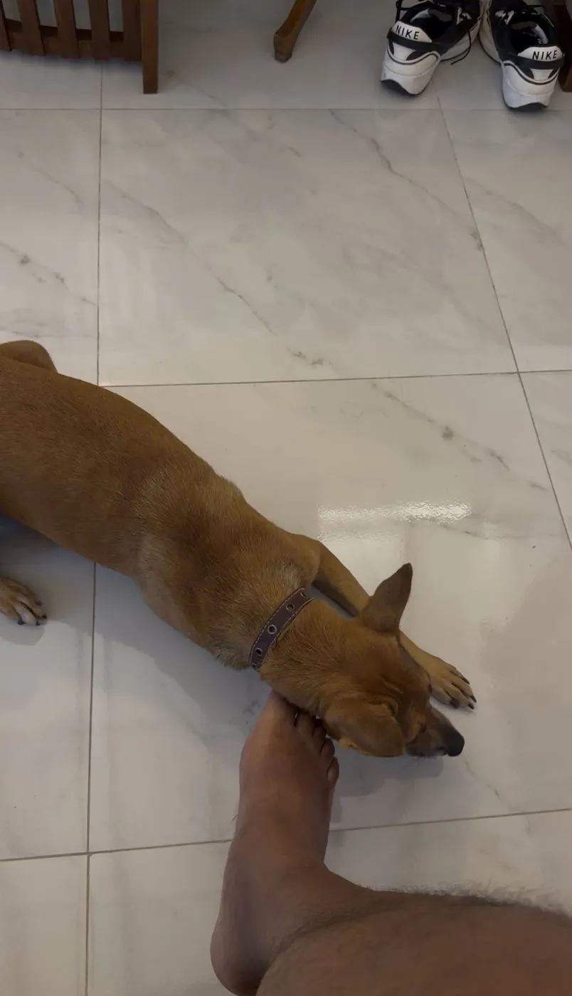 The villa's resident puppy, chin on my foot, waiting to be pampered