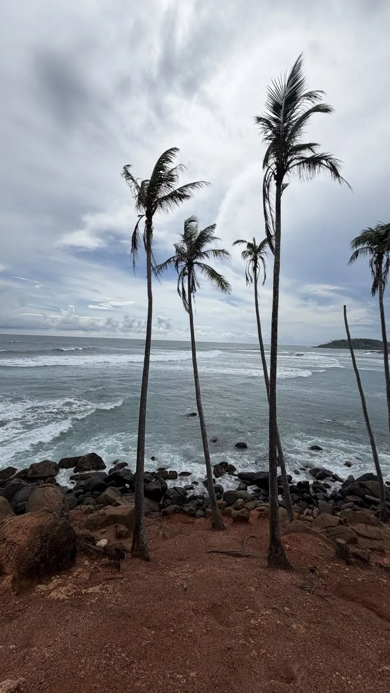 Palms leaning into the wind over the rocks and surf