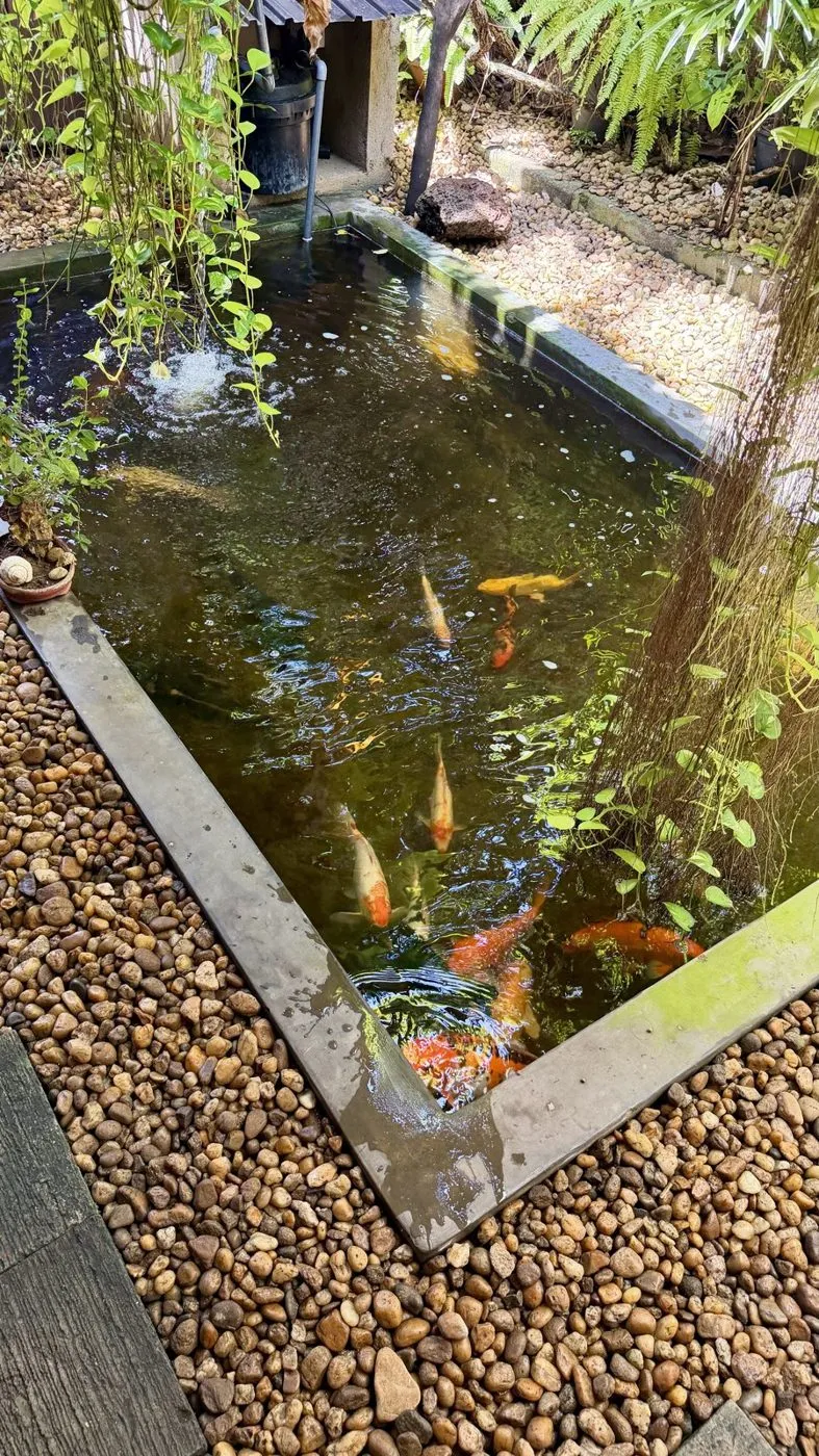 Koi in the courtyard pond