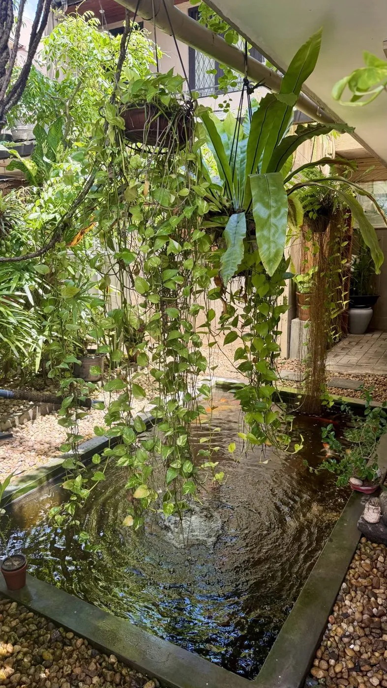 Plants trailing down over the courtyard pond