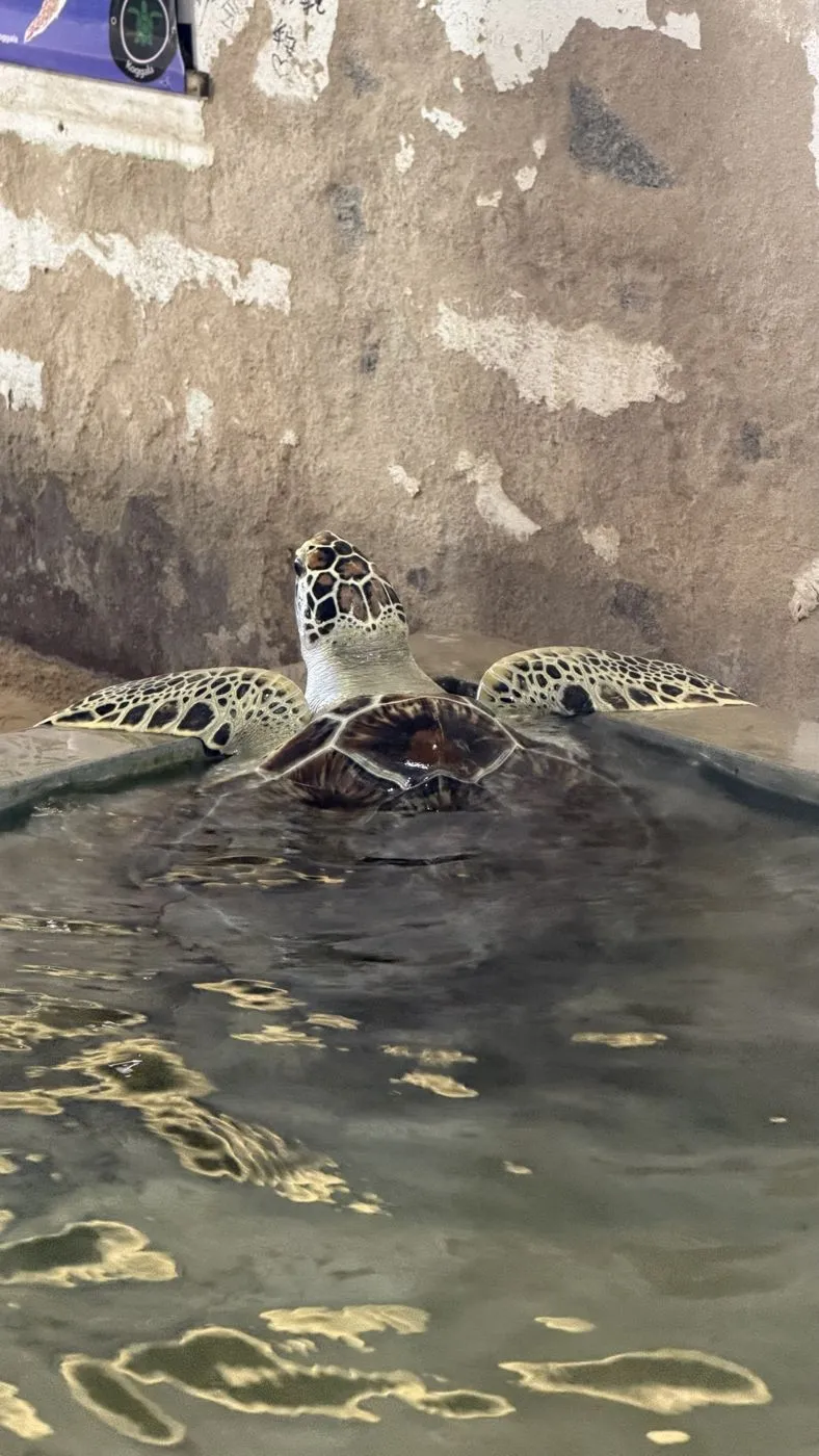 A big turtle resting its flippers on the tank edge