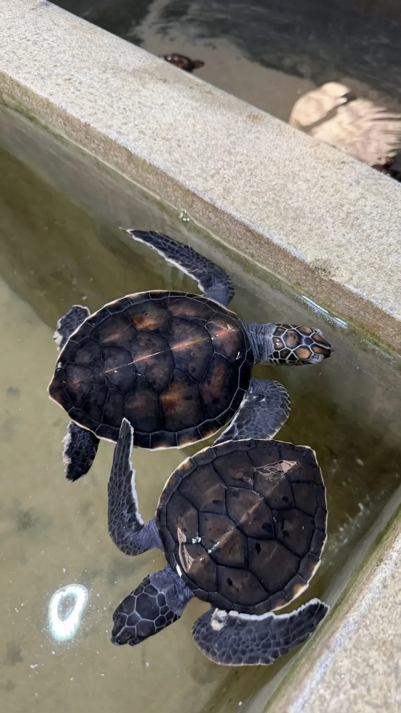 Two young turtles swimming together
