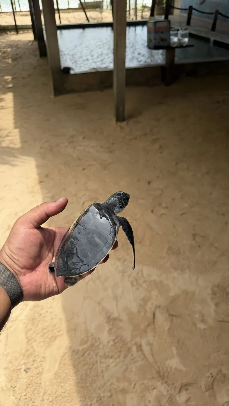 Holding a baby turtle in the sand-floored shed
