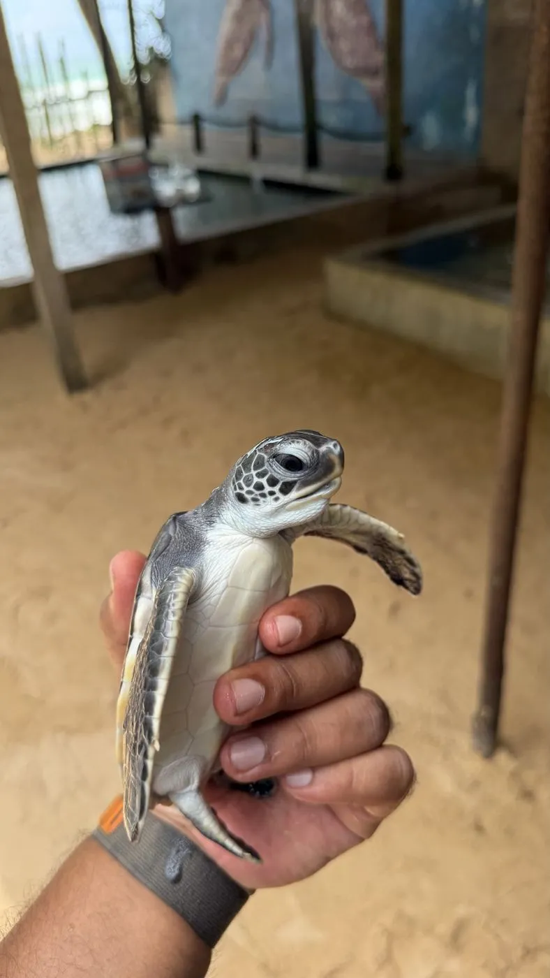 Face to face with a hatchling