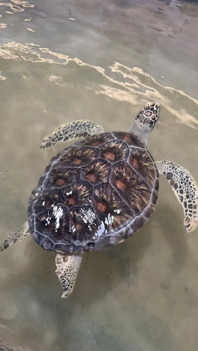 Rescued turtle gliding through the pool, seen from above