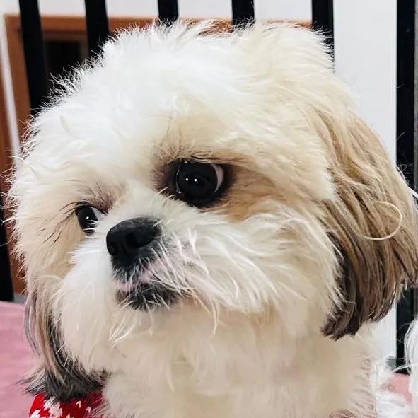 Maya