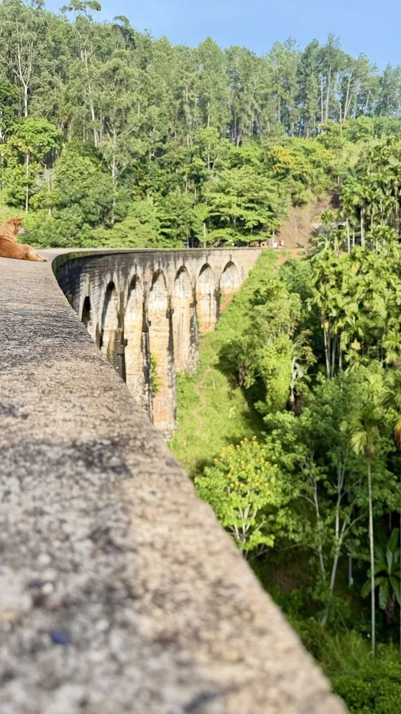 A local dog sunbathing on the parapet, the arches curving away