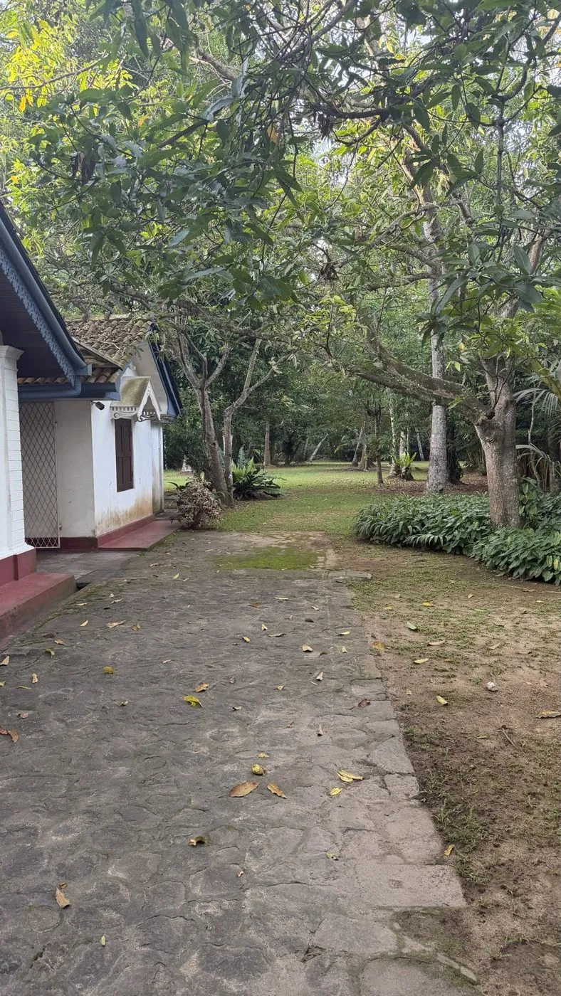 The shady mango-tree garden at Old Parkland, Bataduwa