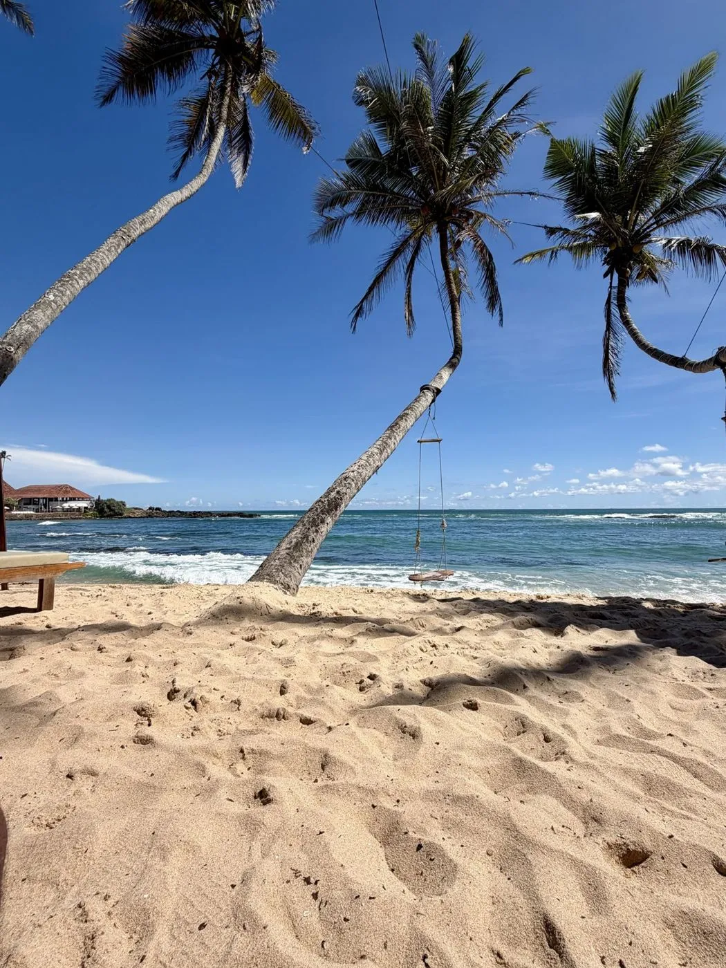 Rope swing on a leaning palm at Turtle Beach