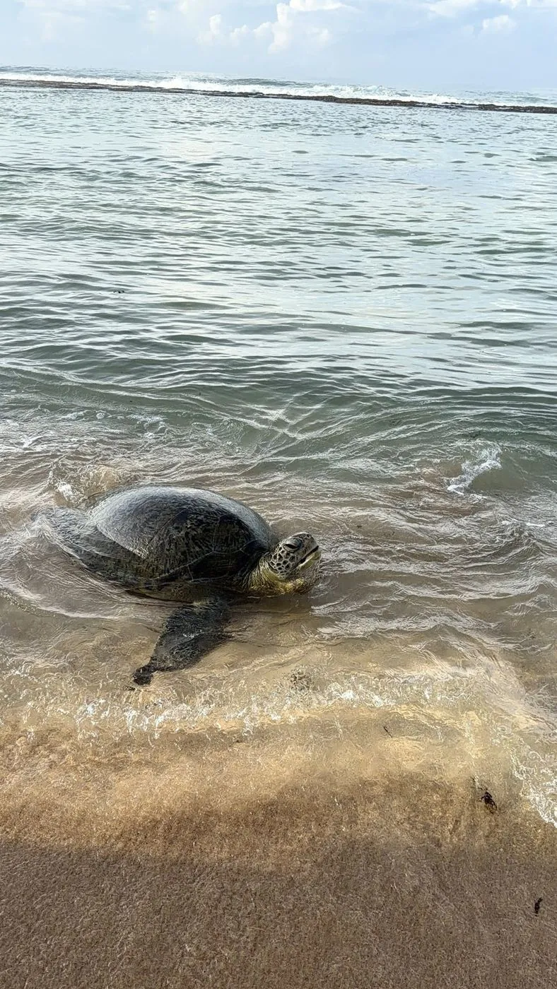Close-up: the turtle lifting its head in the shallows
