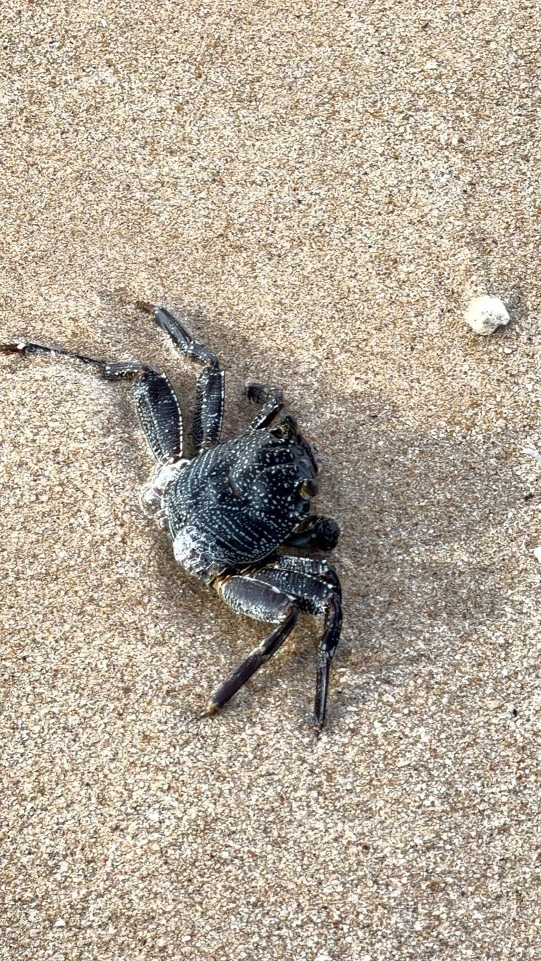 Speckled rock crab on the sand