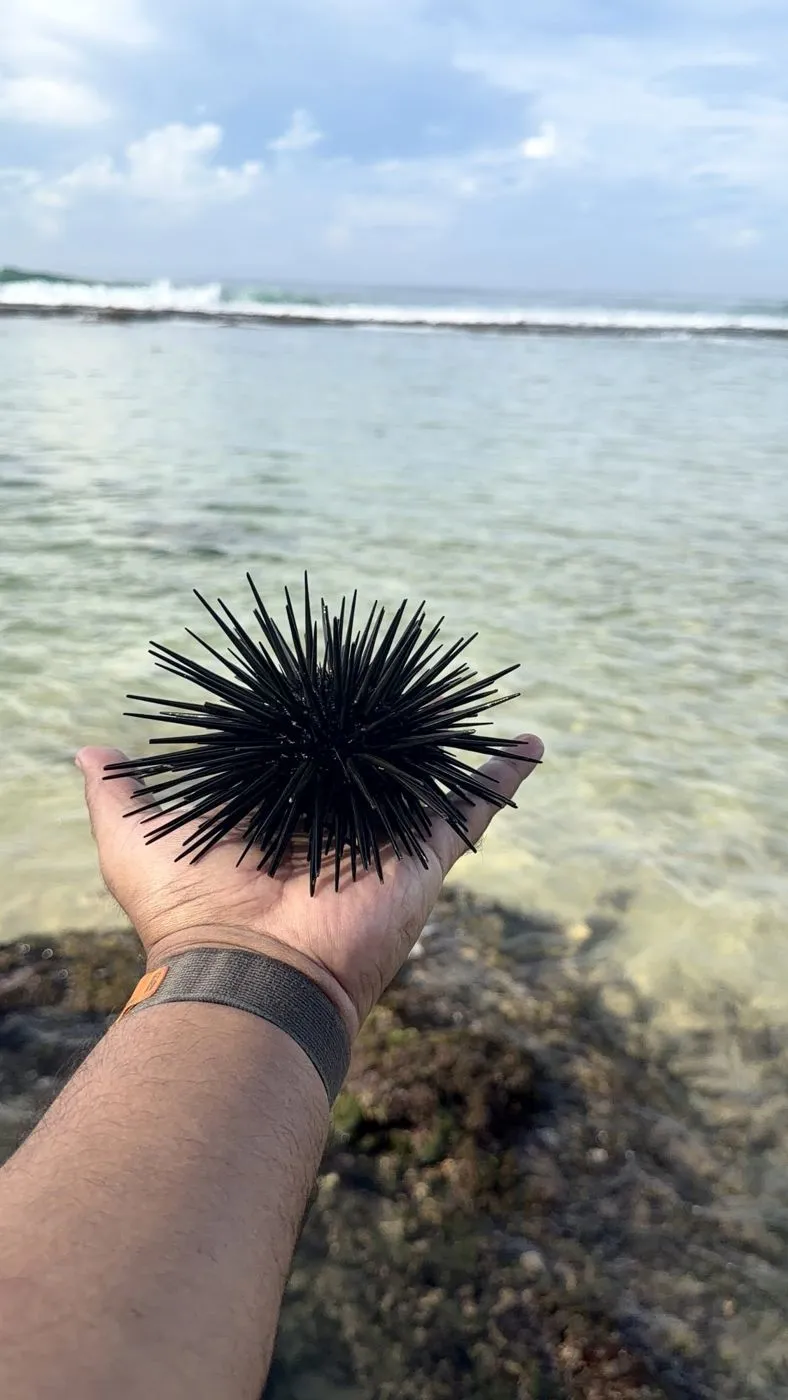 Long-spined black sea urchin from the reef pool