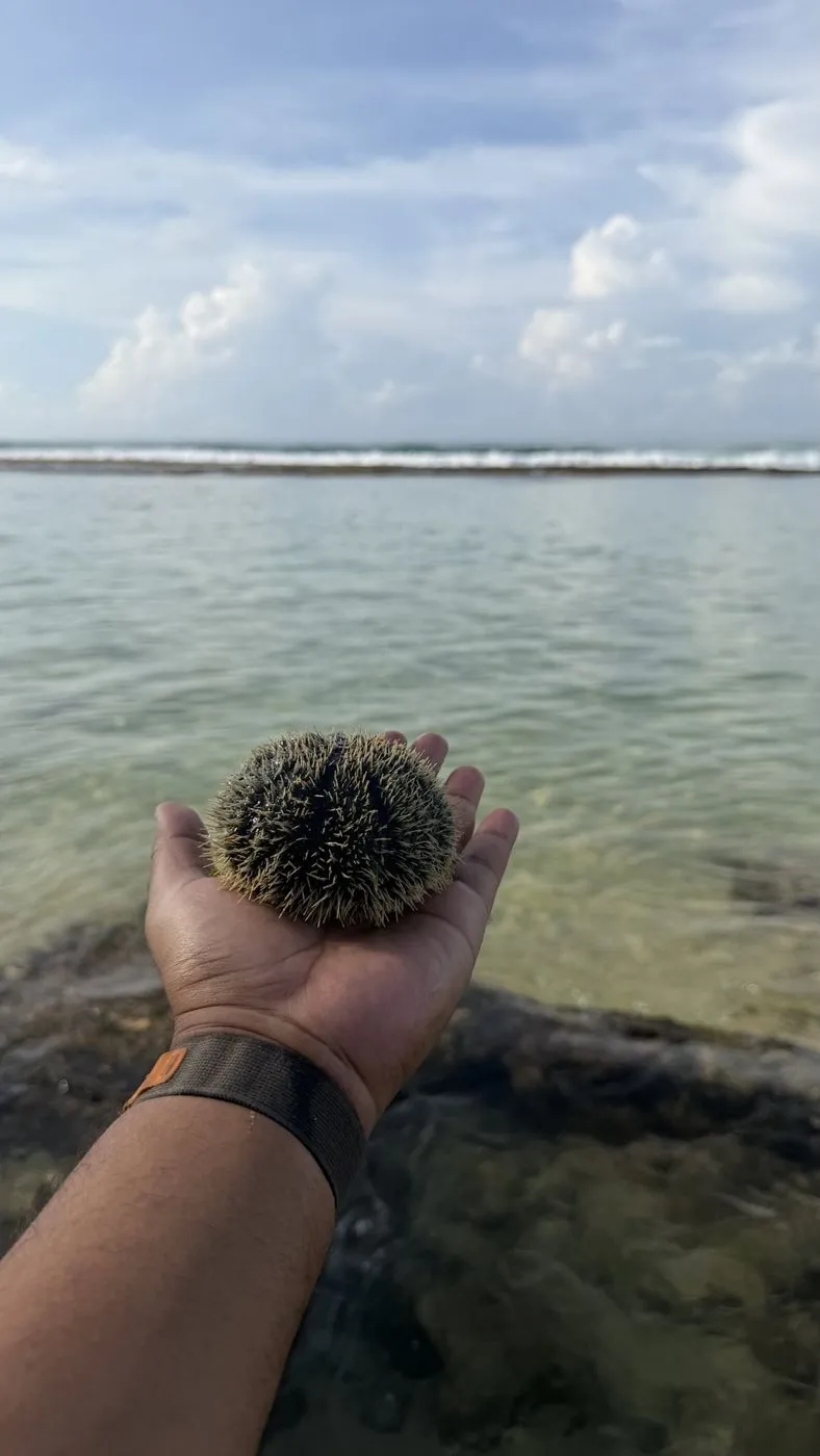 Short-spined urchin, with the reef break behind