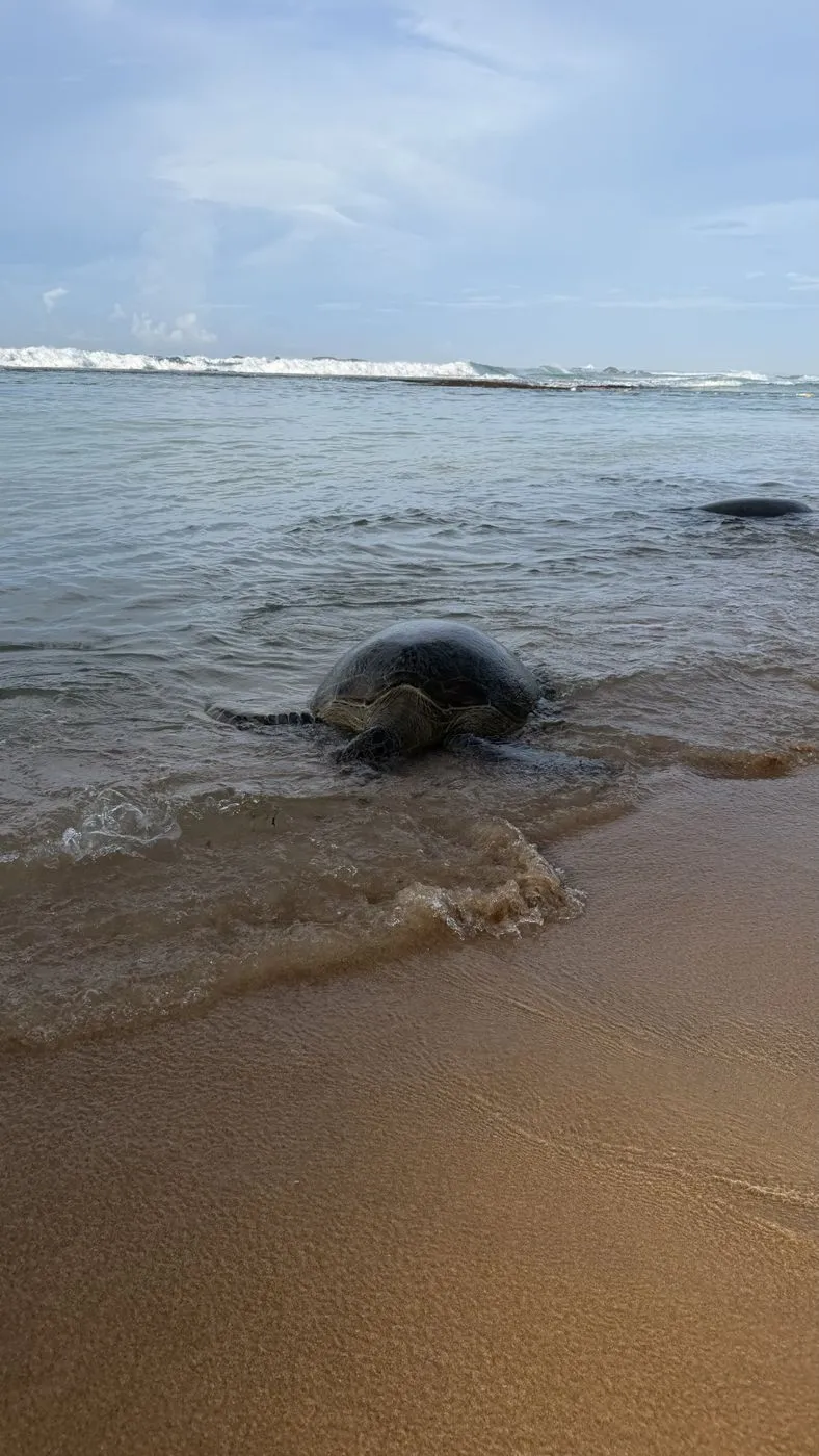 Green turtle coming up to the shore at Wijaya Beach, Dalawella